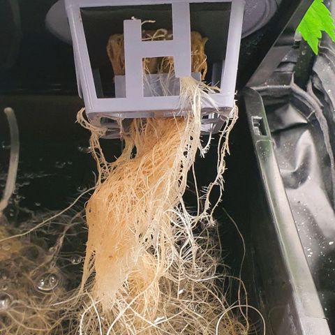 Auto Pineapple Candy growlog timeline photo