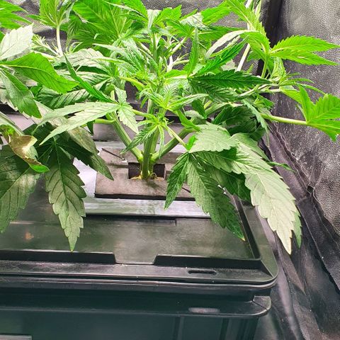 Auto Pineapple Candy growlog timeline photo
