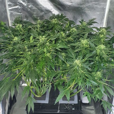 Pineapple growlog timeline photo
