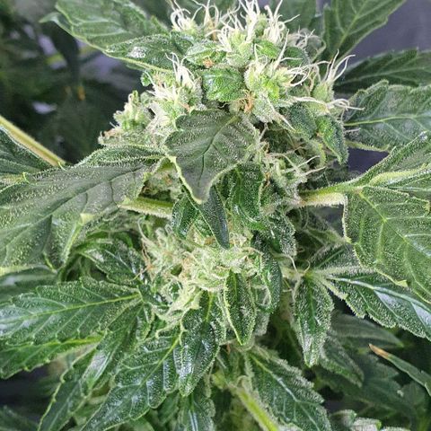 Pineapple growlog timeline photo
