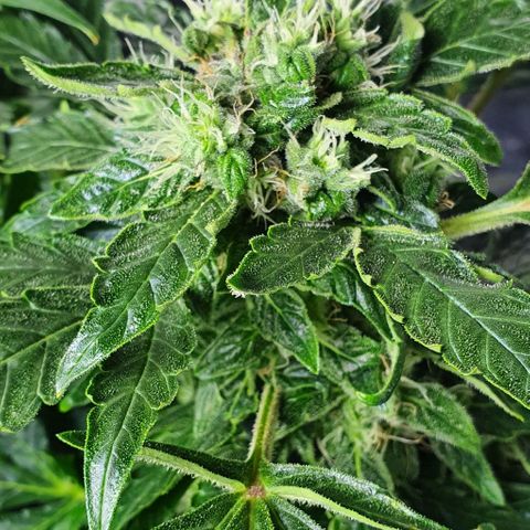 Pineapple growlog timeline photo