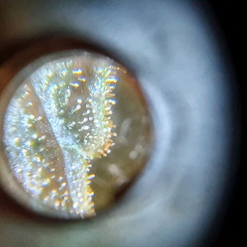 Pineapple growlog timeline photo