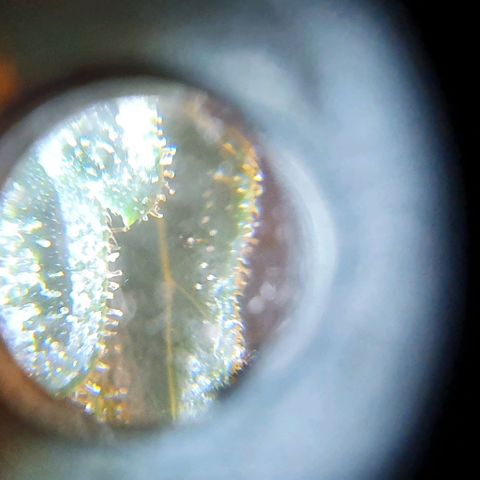 Pineapple growlog timeline photo