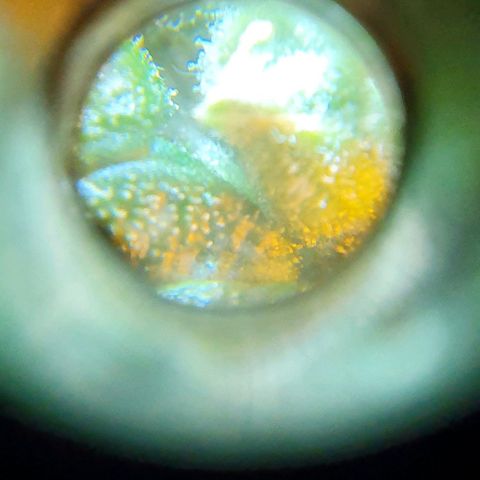Pineapple growlog timeline photo