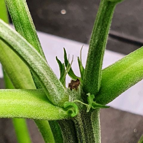 Auto Purple Candy growlog timeline photo