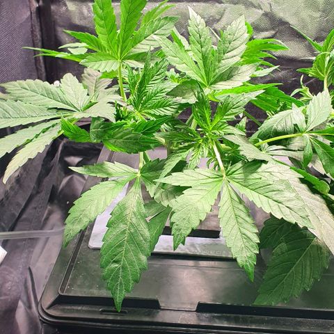 Auto Purple Candy growlog timeline photo