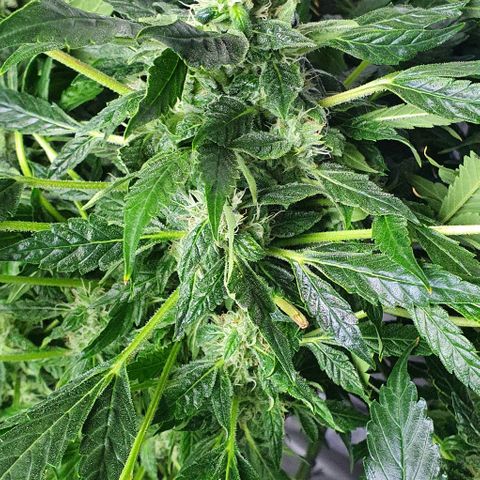 Pineapple growlog timeline photo