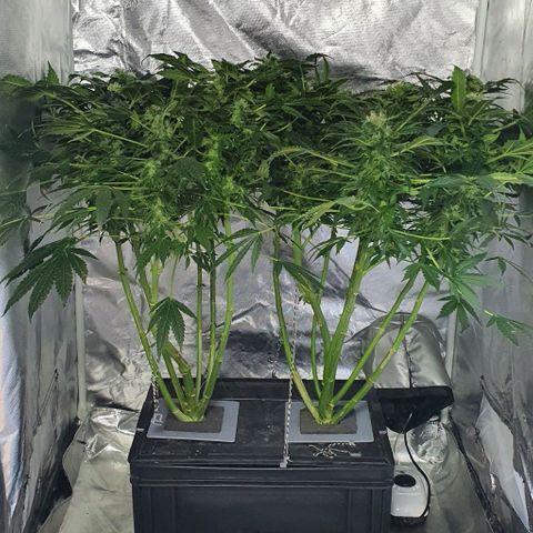 Pineapple growlog timeline photo