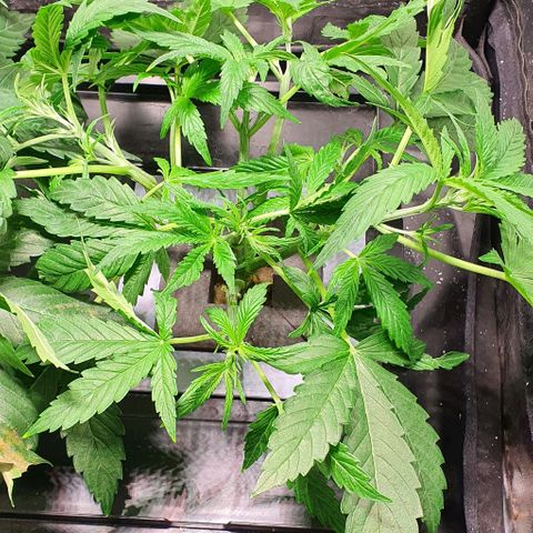 Auto Pineapple Candy growlog timeline photo