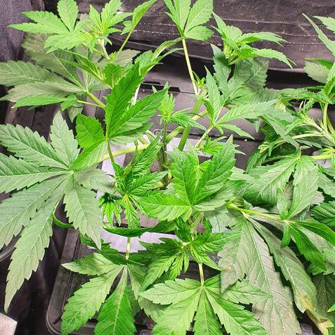 Auto Purple Candy growlog timeline photo