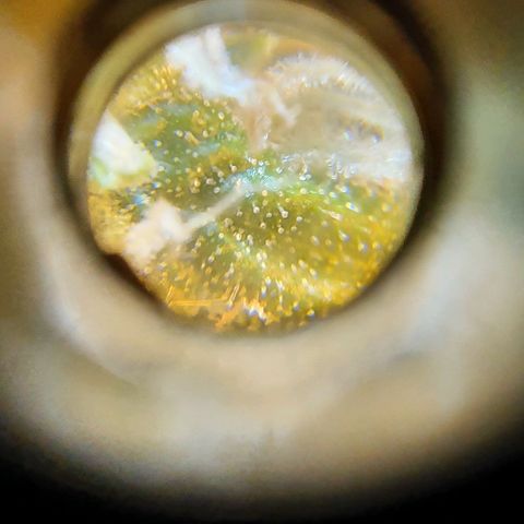 Pineapple growlog timeline photo