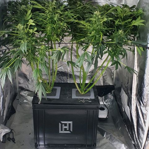 Pineapple growlog timeline photo