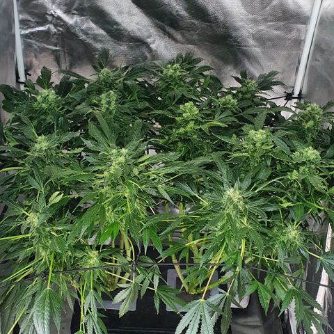 Pineapple growlog timeline photo