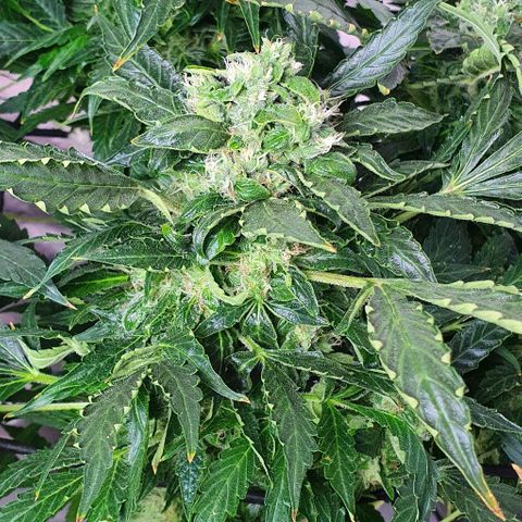 Pineapple growlog timeline photo