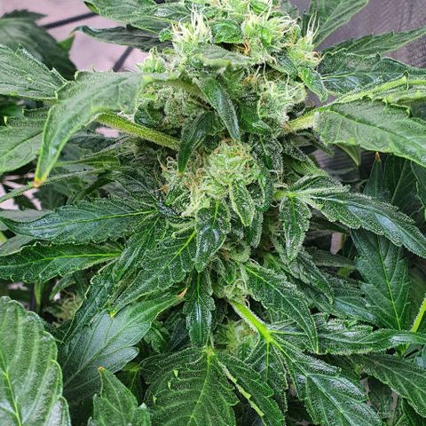 Pineapple growlog timeline photo