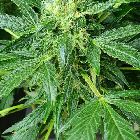 Pineapple growlog timeline photo