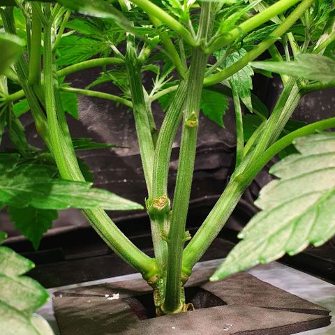 Auto Pineapple Candy growlog timeline photo
