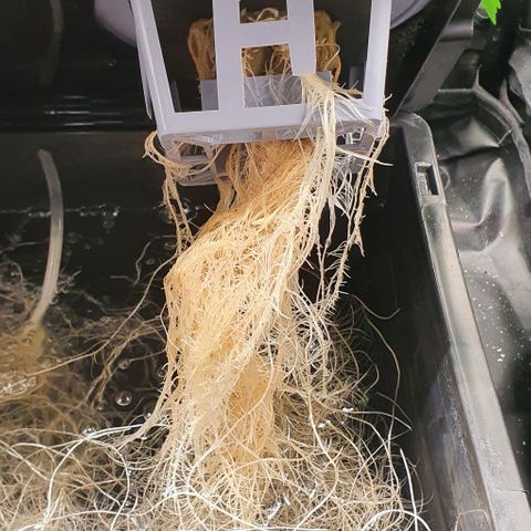 Auto Pineapple Candy growlog timeline photo
