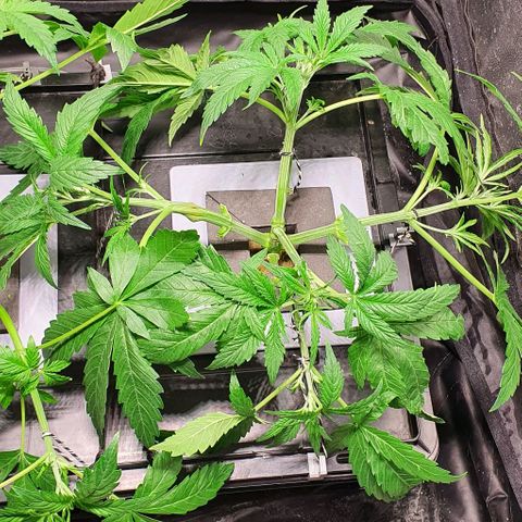 Auto Pineapple Candy growlog timeline photo
