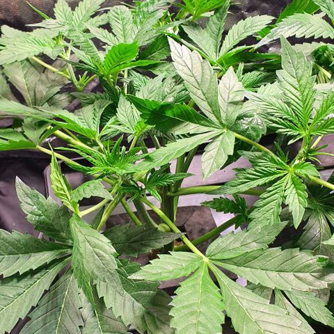 Auto Purple Candy growlog timeline photo