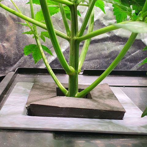 Auto Purple Candy growlog timeline photo