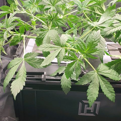 Auto Purple Candy growlog timeline photo