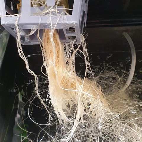 Auto Purple Candy growlog timeline photo