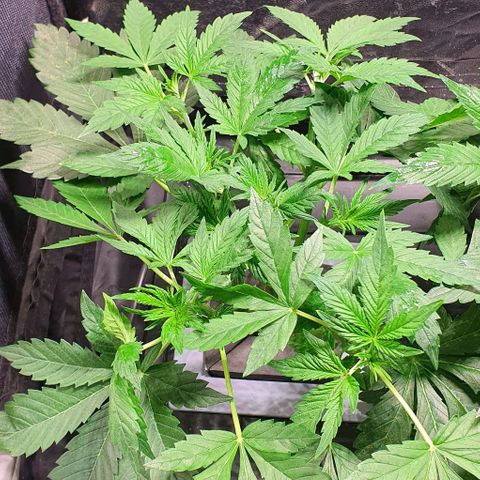 Auto Purple Candy growlog timeline photo