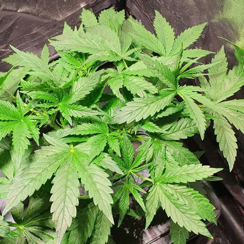 Auto Pineapple Candy growlog timeline photo