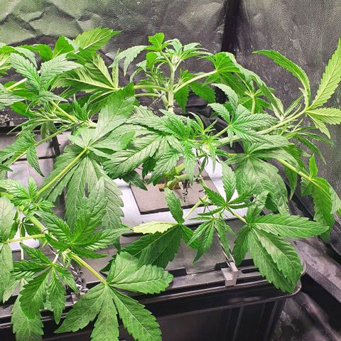 Auto Pineapple Candy growlog timeline photo