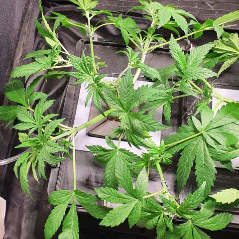 Auto Purple Candy growlog timeline photo