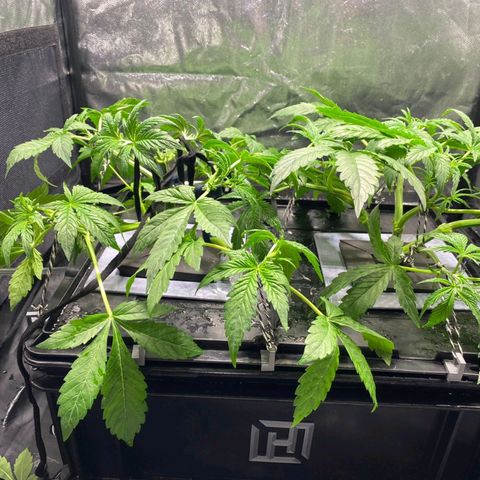 Auto Pineapple Candy growlog timeline photo