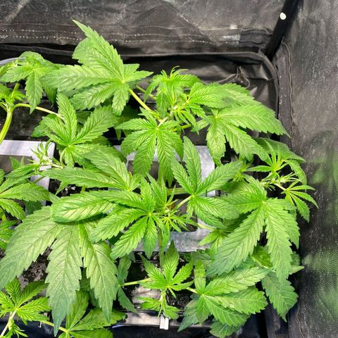 Auto Pineapple Candy growlog timeline photo
