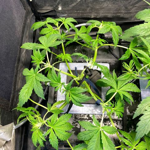 Auto Purple Candy growlog timeline photo