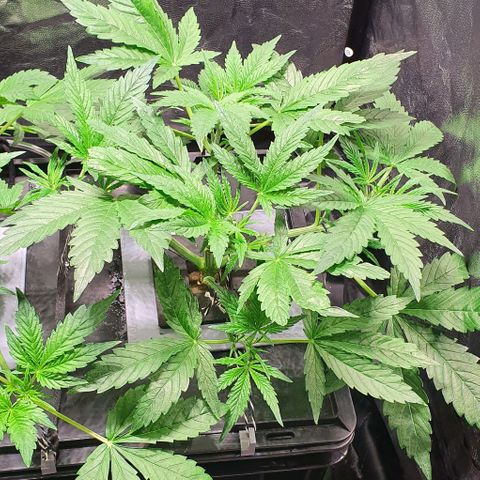 Auto Pineapple Candy growlog timeline photo