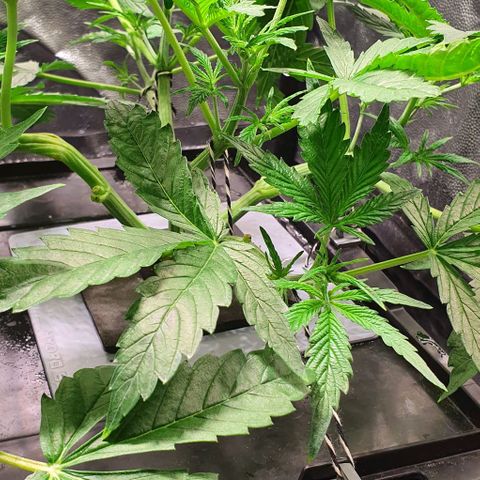 Auto Pineapple Candy growlog timeline photo