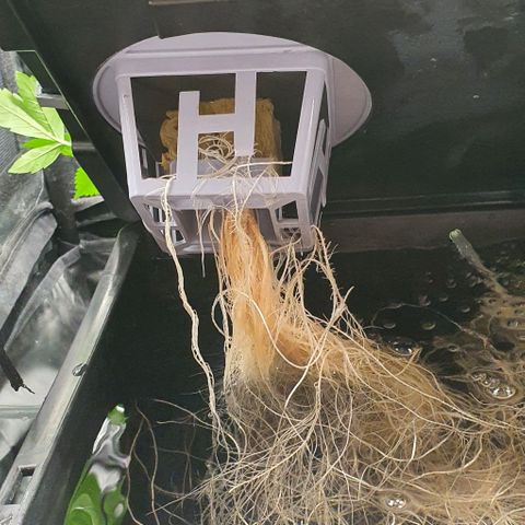 Auto Pineapple Candy growlog timeline photo