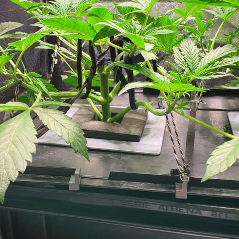 Auto Pineapple Candy growlog timeline photo