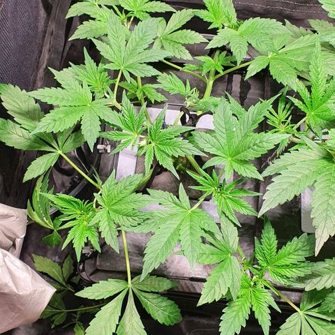 Auto Pineapple Candy growlog timeline photo