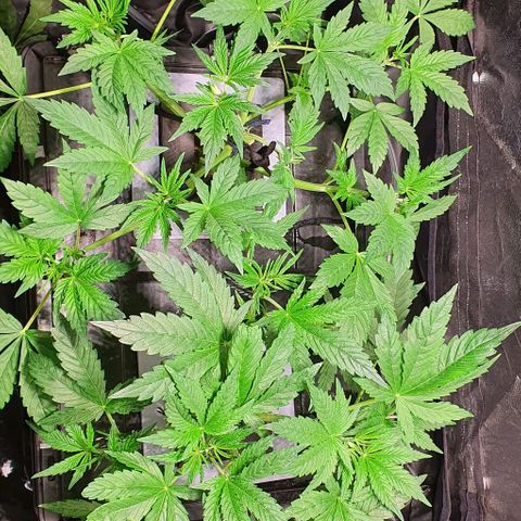 Auto Pineapple Candy growlog timeline photo