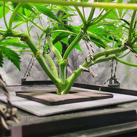 Auto Pineapple Candy growlog timeline photo