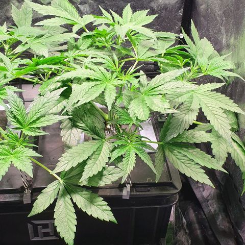 Auto Pineapple Candy growlog timeline photo