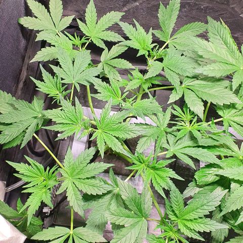 Auto Purple Candy growlog timeline photo