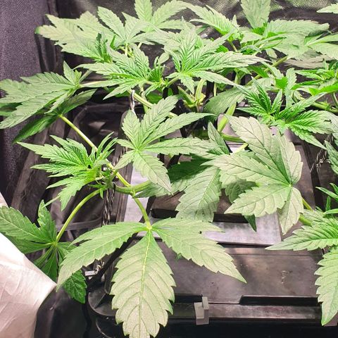 Auto Purple Candy growlog timeline photo