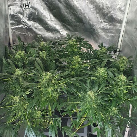 Pineapple growlog timeline photo
