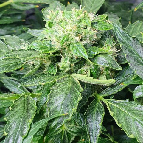 Pineapple growlog timeline photo