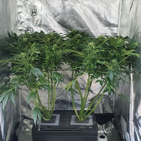 Pineapple growlog timeline photo