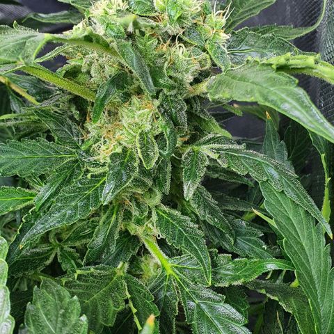 Pineapple growlog timeline photo