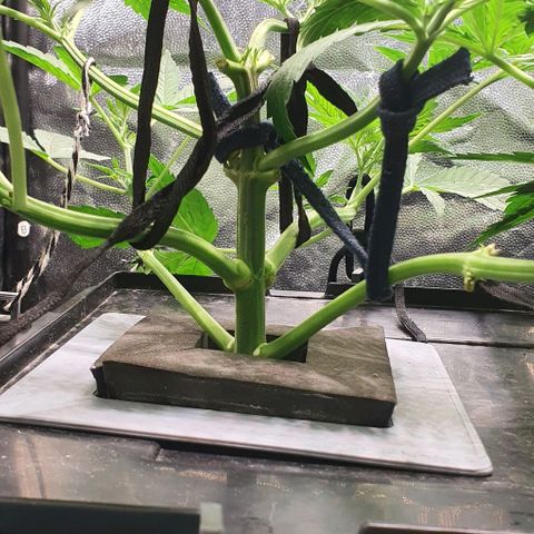 Auto Purple Candy growlog timeline photo