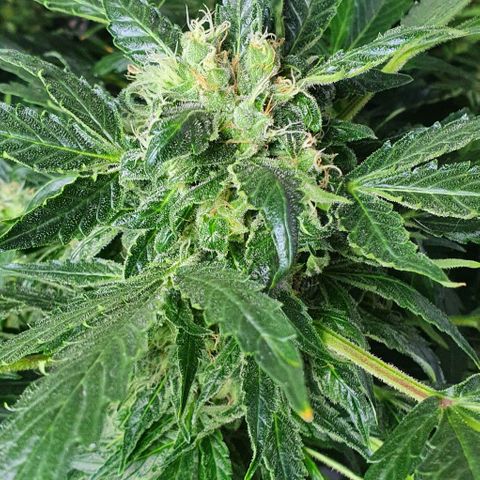 Pineapple growlog timeline photo